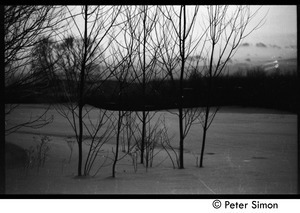 Copse of trees in the snow at sunset, Tree Frog Farm commune