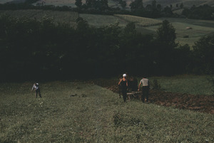Cultivation in Orašac