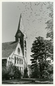 Starlings at Old Chapel