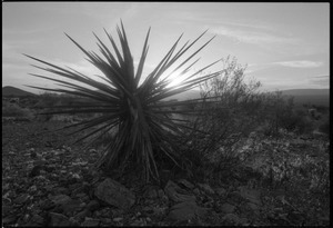 Rising sun behind a yucca at the Nevada Test Site peace encampment