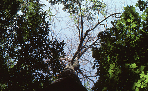 Dead red oak, killed by 1980s gypsy moth defoliation event, with live sugar maples on either side.