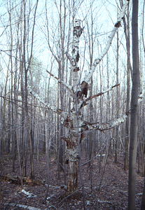 Standing dead, open-grown paper birch in Potter's Pasture.