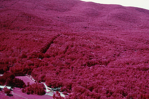 Aerial false color IR image of new Beinecke house, 260 NW Hill Rd, False Color Infrared/True Color Project.