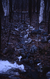 Intermittent stream at north end of old hay meadow.