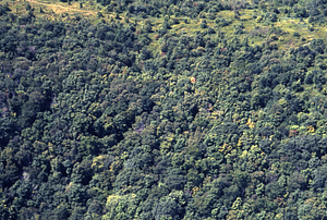 Aerial color image of Taconic Crest Trail between White Rocks and Jim Smith Hill. False Color Infrared/True Color Project.