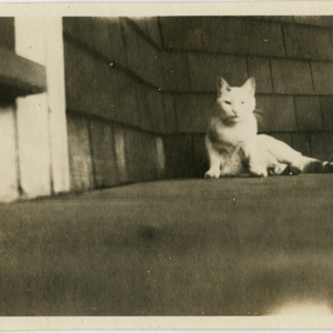 White Cat on Porch