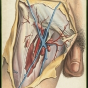 Teaching watercolor of the veins and arteries in the right thigh