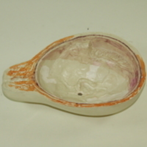 Replica of Dickinson-Belskie placenta model, 1945-2007