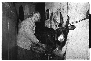 100 year old woman from Kilcoo, Co. Down milking her goat in the hallway of her Kilcoo home, and some shots of her using a bellows to light the fire