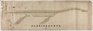 Orra White Hitchcock drawing of plesiosaurus skeleton