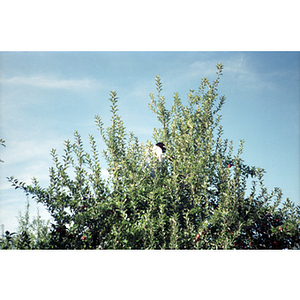 Woman in an apple tree during a Chinese Progressive Association trip