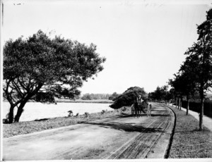 Mill Road Looking North, Falmouth, Mass., undated