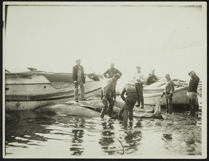 Fishermen and boats surrounding three small whale corpses at the shoreline, location unknown, undated