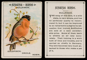 Singing birds, bullfinch, location unknown, undated