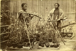 Japanese plant vendors