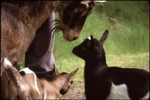 Mama goat (probably Kate) and her two progeny