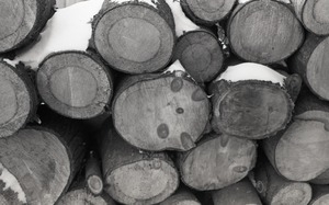 Close-up of sawn ends of logs in a woodpile