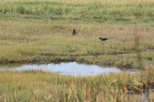 Crows in a salt marsh, Wellfleet Bay Wildlife Sanctuary
