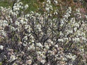 Prunus maritima (Beach plum) in flower, Wellfleet Bay Wildlife Sanctuary
