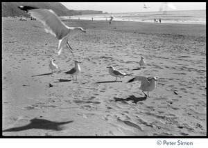 Seagulls on the beach