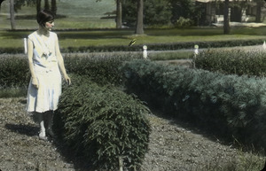 Canada hemlock: woman standing next to hedge