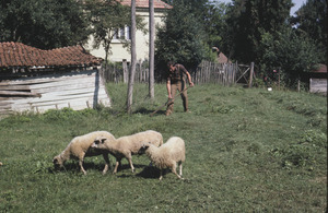 Grazing sheep, Orašac