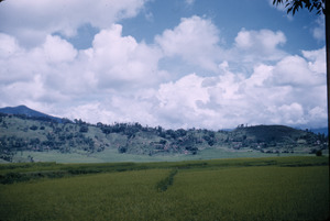 Rice paddy field outside Kathmandu