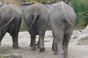 Elephants at the Roger Williams Park Zoo