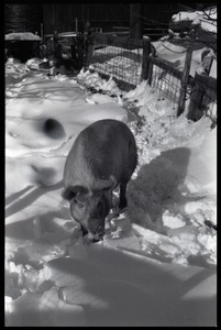 Hog in the snow, Montague Farm commune