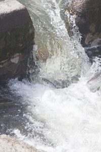 Alewife leaping up a waterfall during the herring run at the Stony Brook Grist Mill and Museum