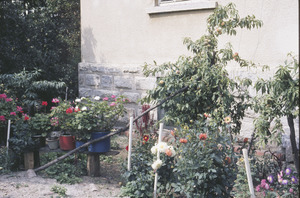 Ljubica Stojanović's garden