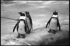 Humboldt penguins at the Roger Williams Park Zoo