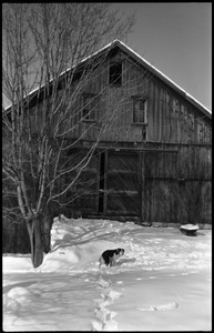 Dog standing in front of the barn, with heavy snow, Montague Farm commune