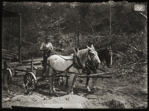 Man with horse team operating in wood lot (Greenwich, Mass.)