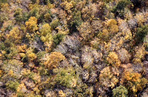 Aerial oblique close-up view of saddled prominanent defoliation of sugar maples on Moon Hollow Headwall on 14 October 1971.