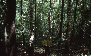 Birch Strips - White Birch Regeneration Study - White Birch Study Area. Strip Treatment Plot 3.5D. Landscape orientation.