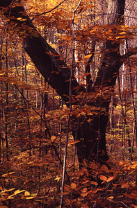 Open-grown red oak (Quercus rubra) at eastern end of the Moon - Primmer Lot.