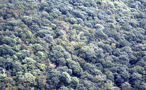Aerial oblique view of the forest canopy near plot 1115 on 2 Sept 1971.