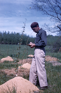 Frank E. Cunningham taking notes on Rooted Hybrid Poplar Sapling in spring 1954 in planting OP-285.