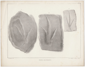 J. Peckham plates, "Fossil Footmarks," 1841