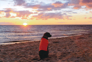 Bella Mae watching the sunrise