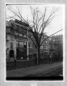 Tree #12 on Boylston St. mall of Common, Boston, Mass., November 17, 1894