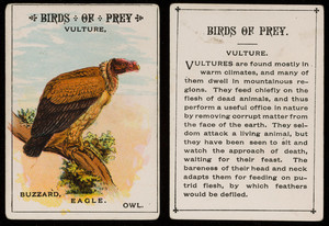 Birds of prey, vulture, location unknown, undated