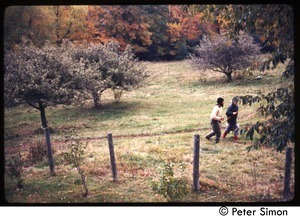 View of apple trees, Tree Frog Farm commune