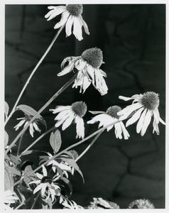 Coneflowers with flagstone in background