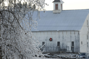 Ashfield (?) barn, decked out with a Christmas wreath, seen through ice-covered trees
