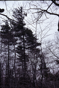 Cluster of older white pine (Pinus strobus) and younger beech (Fagus grandifolia) on ridge dividing North and Middle Branches of Birch Brook.