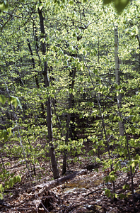 Beech (Fagus grandifolia) saplings on the north side of Birch Brook.