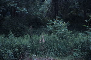 Foxglove (Digitalis purpurea) and black elderberry (Sambucus canadensis) in pre-renovated Buxton Garden.