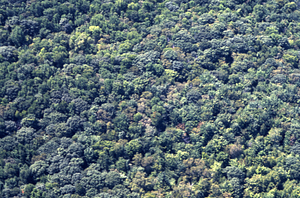 Aerial color image of South Branch of Birch Brook. False Color Infrared/True Color Project.